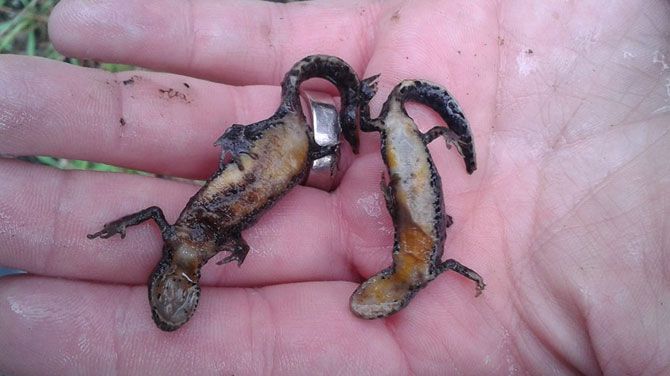 UhynulĂ­ evropĹˇtĂ­ ÄŤolci horĹˇtĂ­Â (Ichthyosaura alpestris).Â Kredit: Â Annelies Jacobs, amphibians http://www.amphibians.org/news/alpine-newt-bsal-mortalities/