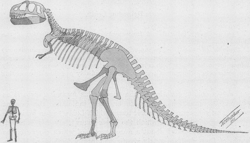 NejstarĹˇĂ­ rekonstrukce kostry druhu Tyrannosaurus rex. NenĂ­ divu, Ĺľe dobovĂ˝ tisk se na poÄŤĂˇtku 20. stoletĂ­ pĹ™edhĂˇnÄ›l v superlativech na adresu tohoto â€žkrĂˇle pravÄ›kĂ˝ch zabijĂˇkĹŻ.â€ś Autor: William D. Matthew, pĹ™evzato z Wikipedie