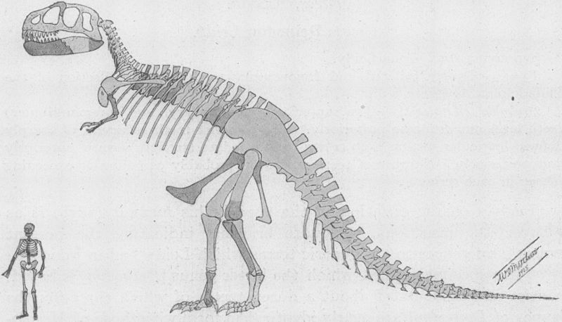 NejstarĹˇĂ­ rekonstrukce kostry druhu Tyrannosaurus rex. NenĂ­ divu, Ĺľe dobovĂ˝ tisk se na poÄŤĂˇtku 20. stoletĂ­ pĹ™edhĂˇnÄ›l v superlativech na adresu tohoto â€žkrĂˇle pravÄ›kĂ˝ch zabijĂˇkĹŻ.â€ś Autor: William D. Matthew, pĹ™evzato z Wikipedie