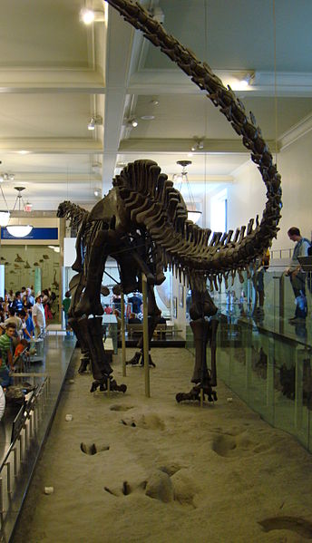 SĂ©rie stop od Ĺ™Ă­ÄŤky Paluxy, umĂ­stÄ›nĂˇ pod smontovanou kostrou sauropoda druhu Apatosaurus (Brontosaurus) excelsus. Ve skuteÄŤnosti jsou stopy asi o 40 milionĹŻ let mladĹˇĂ­ neĹľ tento obĹ™Ă­ diplodocid v expozici AMNH v New Yorku. Kredit: Josep