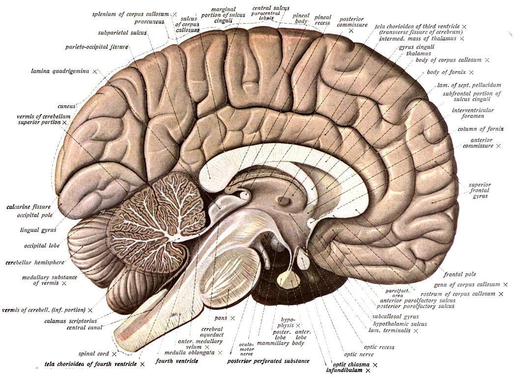 Ĺ?ez lidskĂ˝m mozkem: *corpus callosum *je svÄ›tlĂ˝ oblouk spojujĂ­cĂ­ hemisfĂ©ry koncovĂ©ho mozku. SvÄ›tlejĹˇĂ­ barva je dĂˇna velkĂ˝m obsahem bĂ­lĂ© mozkovĂ© hmoty - tedy axonĹŻ obalenĂ˝ch myelinovĂ˝mi pochvami.