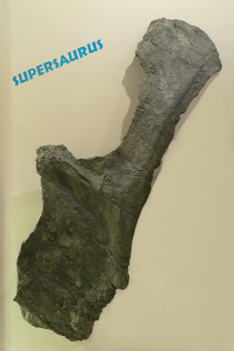 BYU 9025, obří skapulokorakoid typového exempláře druhu Supersaurus vivanae, dlouhý 2,4 metru. Toto anatomické spojení dvou kostí (lopatky a kosti krkavčí) tvoří lopatkový pletenec sauropodů. Podle Curtice patřila tato fosilie ke kostře obřího dinosa