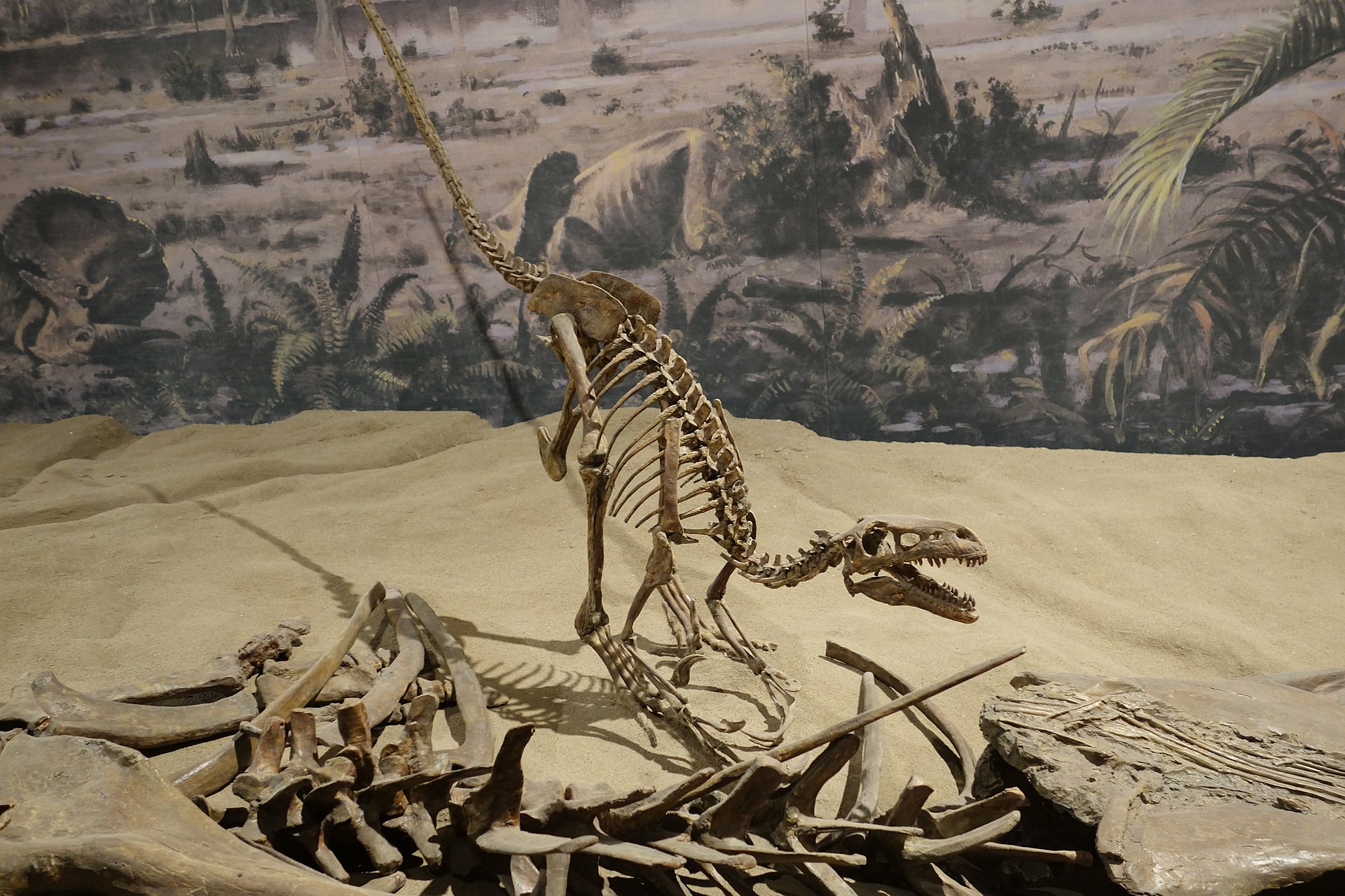 Rekonstruovaná kostra dromeosaura v expozici instituce Royal Tyrrell Museum of Palaeontology v kanadském Drumhelleru. Dromeosauři byli nepochybně aktivními predátory, lovícími menší obratlovce a snad i mláďata kachnozobých (a některých dalších) dinos
