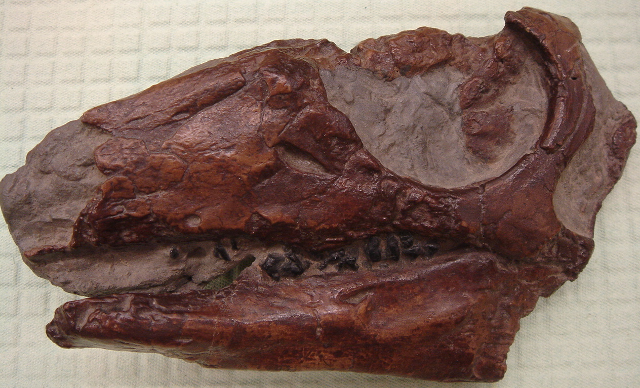 Replika neúplně dochované lebky parksosaura. Hlava byla v poměru k tělu relativně malá a konec čelistí nejspíš pokrýval „zobák“ z rohoviny, umožňující parksosaurovi lépe otrhávat části rostlin, kterými se přednostně živil. Velké očnice také naznačují