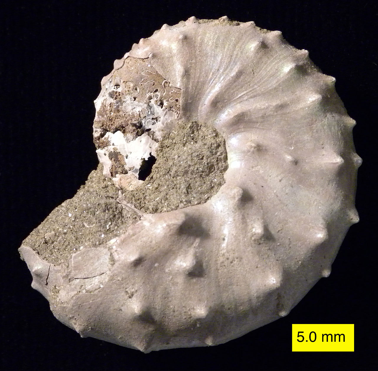 Také zástupci rodu Discoscaphites pravděpodobně přežili hromadné vymírání na konci křídy, jak dokládají objevy jejich zkamenělých schránek v sedimentech souvrství Tinton na území amerického státu New Jersey. Kredit: Wilson44691; Wikipedia (volné dílo