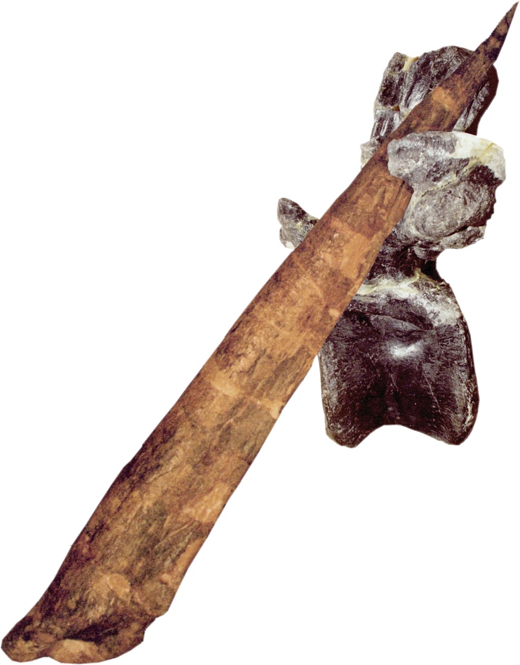 Rekonstrukce průniku ocasního bodce stegosaura ocasním obratlem dravého alosaura. Extrémní sílu tohoto úderu dokládá poškození transverzálního (příčného) výběžku obratle, z něhož se značná část odlomila a okolní kostní hmota zasažená infekcí se pozdě