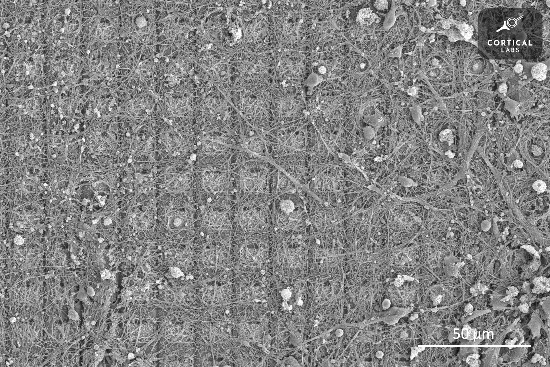 DishBrain v elektronovém mikroskopu. Kredit: Cortical Labs.