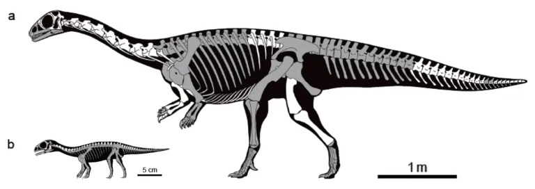 Rekonstrukce koster dospělce a mláděte čínského sauropodomorfa druhu Qianlong shouhu, popsaného na základě fosilií tří dospělých jedinců a pěti snůšek fosilních vajec s několika dochovanými kostřičkami embryí. Zachovaná část kostry je vyznačena šedě.