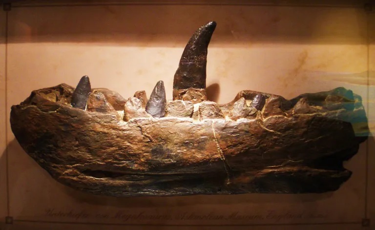 Odlitek fragmentu dolní čelisti, na jehož základě (spolu s dalšími fosiliemi) Reverend William Buckland formálně popsal rod Megalosaurus. Na základě tvaru čelisti a zubů se Buckland domníval, že má před sebou pozůstatek jakéhosi obřího dravého ještěr