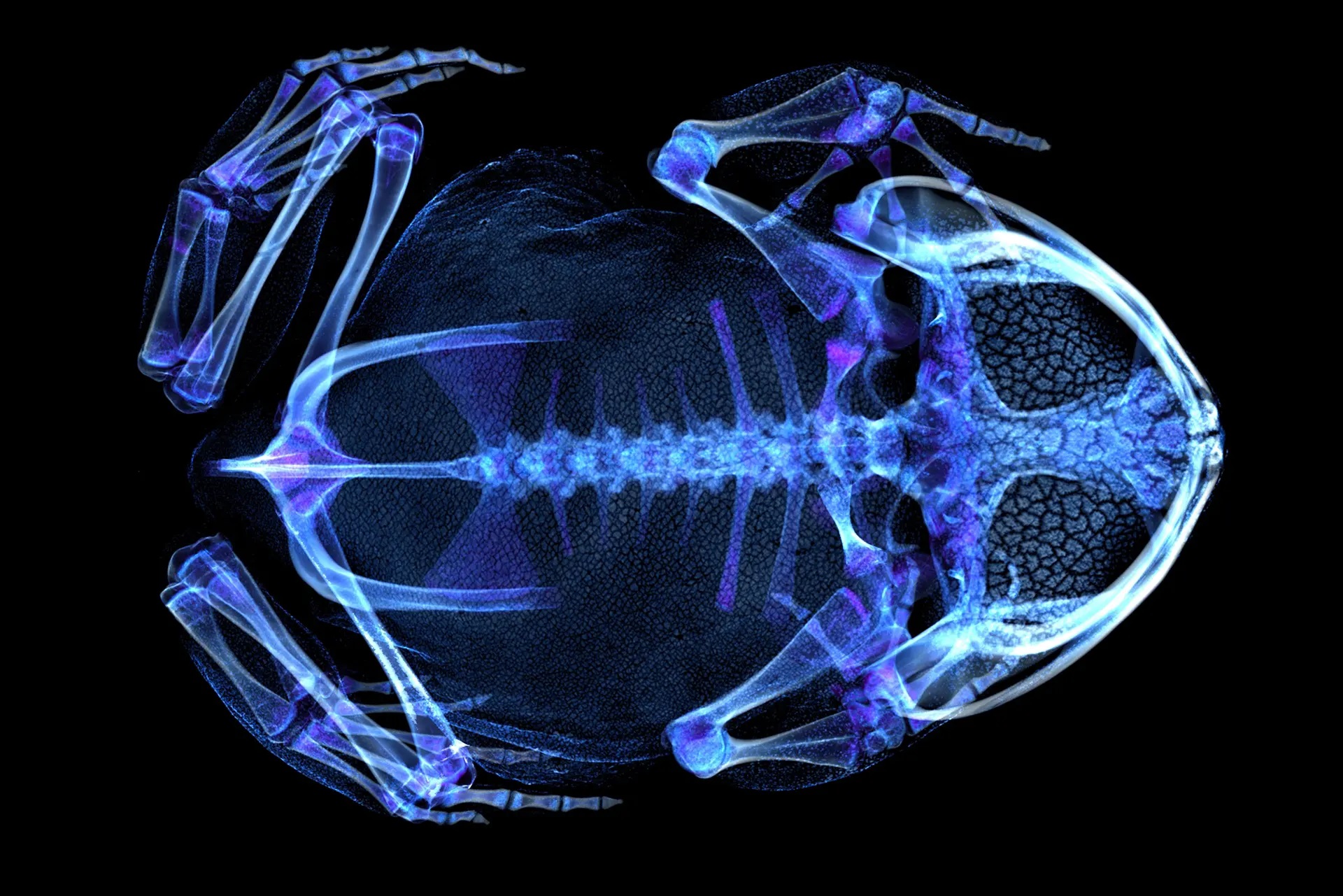 CT snímek pablatnice s kostrou a mineralizovanou kůží. Kredit: Ed Stanley/Florida Museum of Natural History.