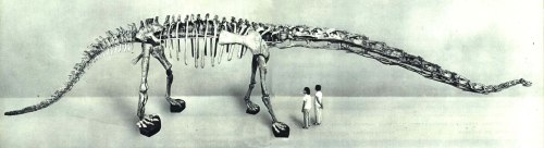 Silně zastaralá rekonstrukce kosterního exempláře druhu Mamenchisaurus hochuanensis z poloviny 60. let 20. století. Již v té době udivovaly kostry těchto čínských sauropodů svým neobvykle dlouhým krkem, a to i v porovnání se severoamerickými a africk