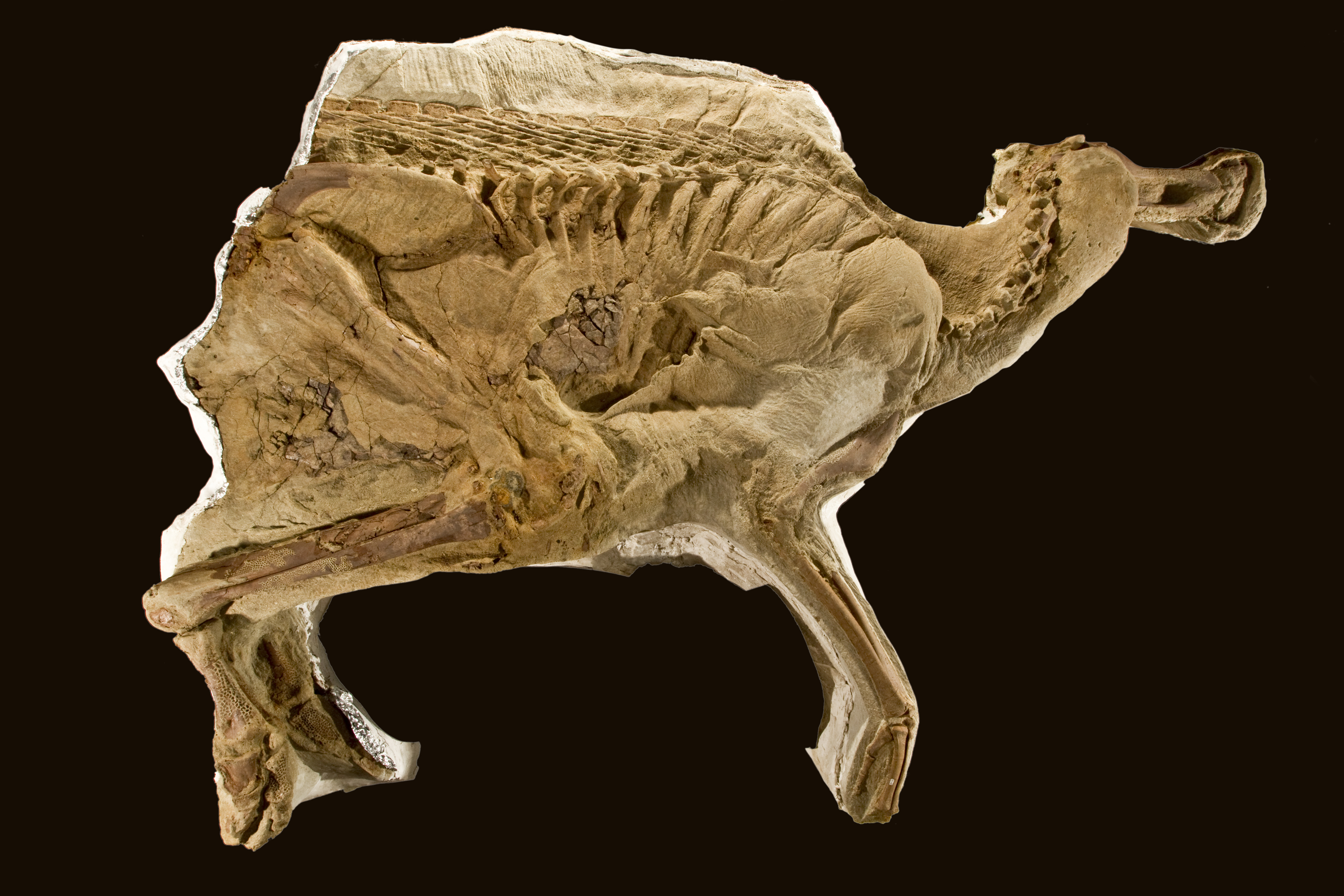 Skvěle dochovaná zkamenělina kachnozobého dinosaura druhu Brachylophosaurus canadensis (slavný exemplář „Leonardo“). Některé fosilní kostry tohoto druhu hadrosaurida rovněž poskytly měkké tkáně a biomolekuly. Kredit: The Children’s Museum of Indianap