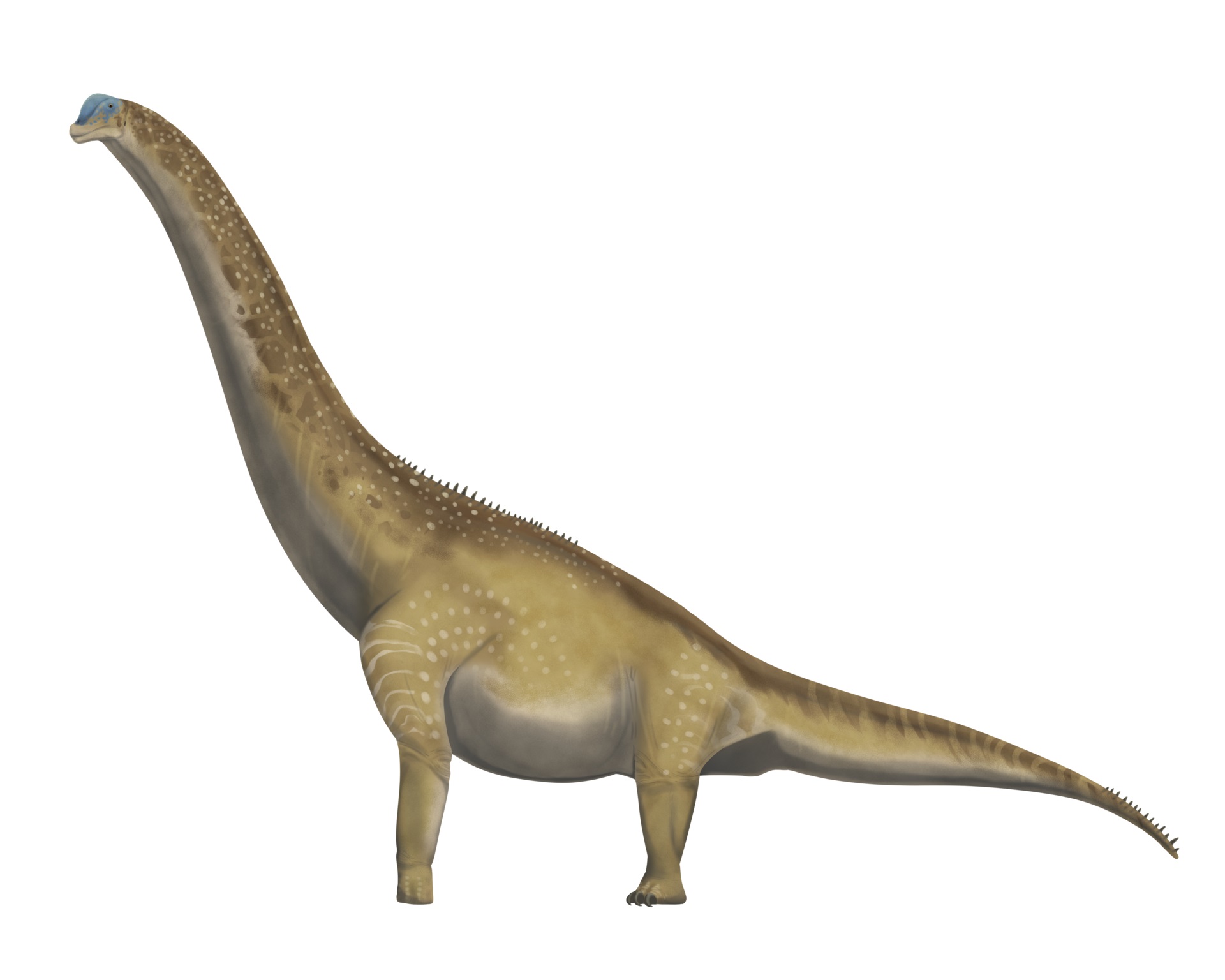 Moderní rekonstrukce možného vzezření dospělého exempláře brachiosaurida druhu Brachiosaurus altithorax. Ačkoliv záhadný severoafrický sauropod nepatřil do stejného rodu a možná ani stejné čeledi, byl podobně velkým tvorem. Nezbývá než doufat, že nám