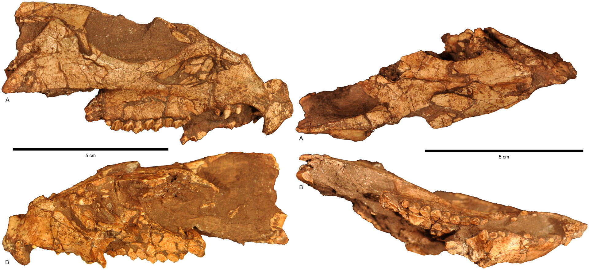 Fosilní fragment lebky druhu Aquilops americanus při pohledu z obou stran, seshora a zdola. Nápadným znakem je zejména velká očnice, výrazné zuby i zobákovité zakončení čelistí. Kredit: Engh, B.; et al. (2014); Wikipedie (CC BY 2.5)