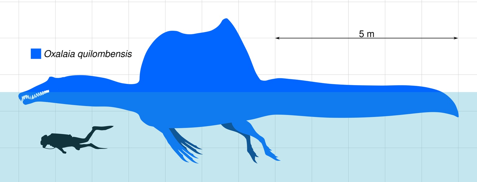 Pravděpodobný tvar těla „obojživelného“ spinosaurida druhu Oxalaia quilombensis. Ačkoliv byl tento brazilský spinosaurid menší než největší známý exemplář druhu Spinosaurus aegyptiacus, stále se jednalo o skutečného obra. Kredit: Slate Weasel; Wikipe