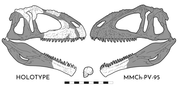Rekonstrukce lebek dvou zatím známých exemplářů giganotosaura. V současnosti odhadují paleontologové délku lebky mírně menšího typového exempláře (vlevo) asi na 163 až 169 cm, což z ní činí jednu z nejdelších lebek známých u teropodních dinosaurů. Kr