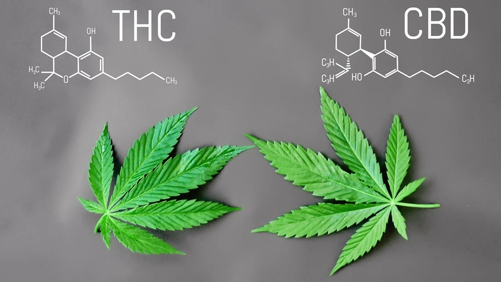 CBD je zkratka pro Kanabidiol, THC je zkratkou pro Tetrahydrokanabinol, což jsou látky, které se v přírodě vyskytují především v rostlinách konopí. Kredit: Cali Farms.