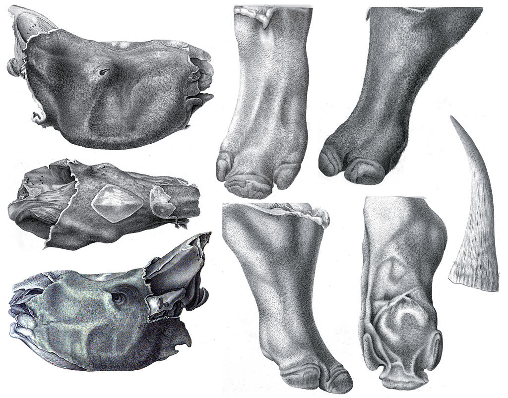 „Mumifikované“ pozůstatky nosorožce srstnatého, objevené kolem roku 1771 u řeky Viljuj na Sibiři. Již o rok později pak o nich vydal pojednání pruský přírodovědec Peter Simon Pallas (1741-1811). Kredit: Brandt’s artist; Wikipedia (volné dílo)