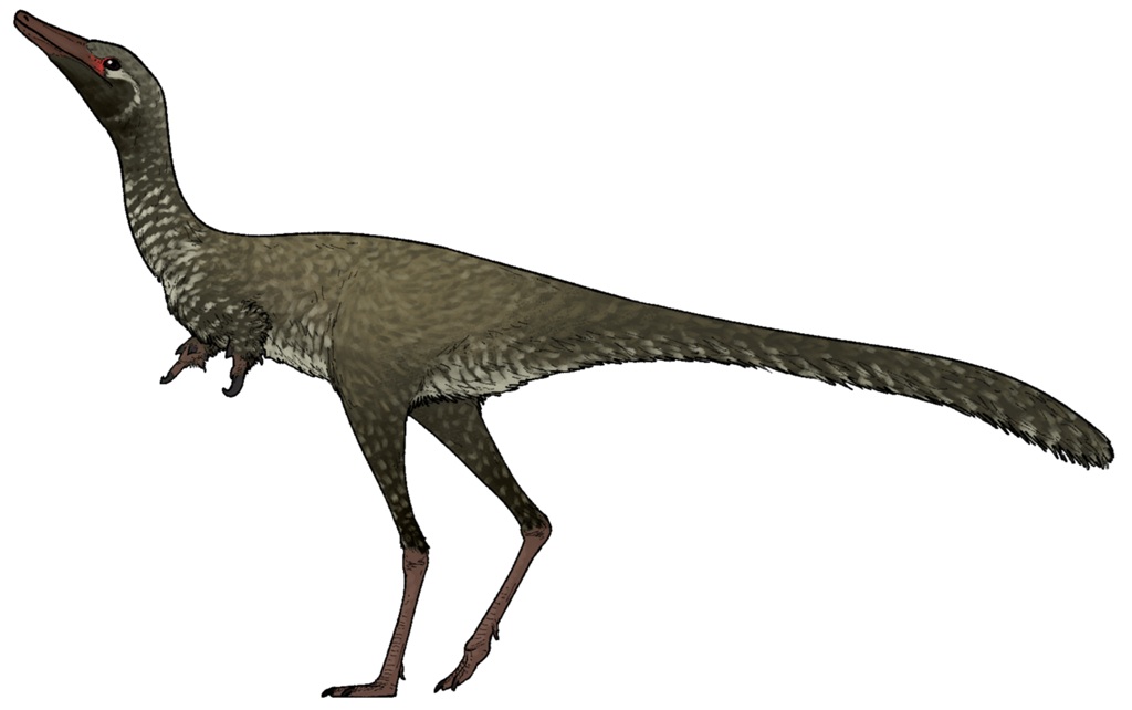 Přibližná podoba malého alvarezsauridního teropoda druhu Manipulonyx reshetovi, žijícího v období pozdní křídy (asi před 70 miliony let) na území dnešního Mongolska. Fosilie byly objeveny v sedimentech geologického souvrství Nemegt. Kredit: Connor As