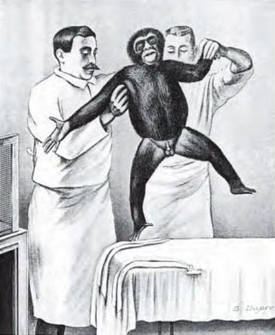 Ilustrace z knihy Louise Dartiguese „Technique chirurgicale des greffes testiculaires … methode de Voronoff“. Volné dílo.