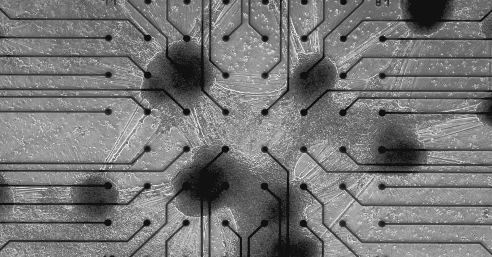 Neurony na čipu. Kredit: Cortical Labs.