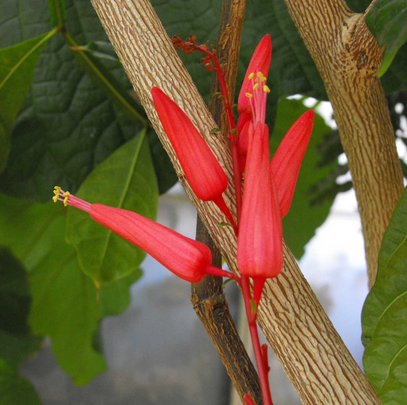 Otevřený a zavřený květ. Příprava čaje z mladých listů a květl se tradičně používá ve Francouzské Guyaně . Experimenty prokázaly inhibiční vliv na parazity  Plasmodium yoelii yoelii a Plasmodium falciparum. Foto: Stickpen, volné dílo.