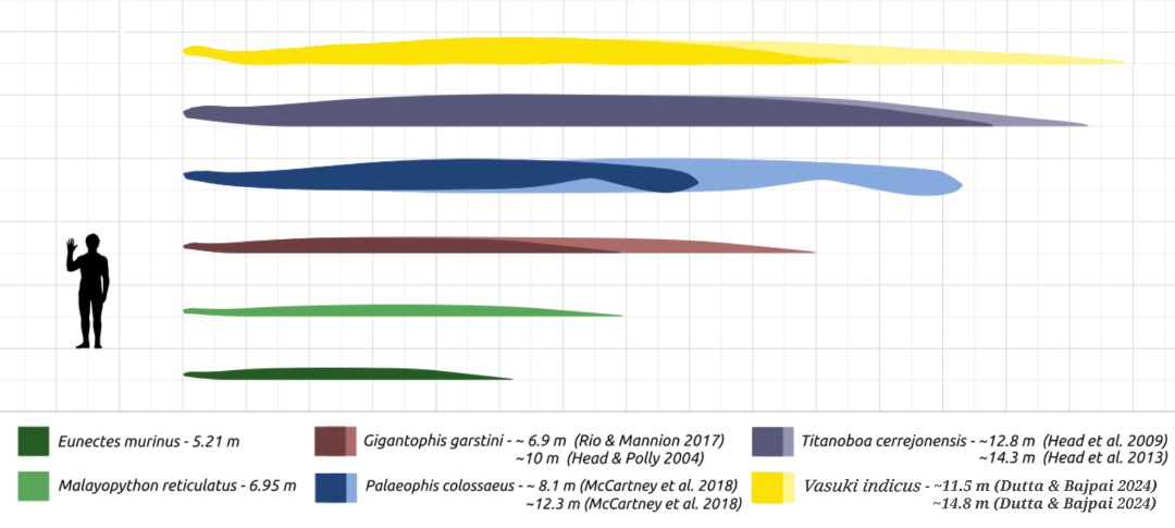 Zatímco nejdelším známým hadem by mohl být indický druh Vasuki indicus, jen o trochu „kratší“ Titanoboa představuje nepochybně mohutnějšího a těžšího hada. Kredit: Ansh Saxena 7163; Wikipedia (CC0)