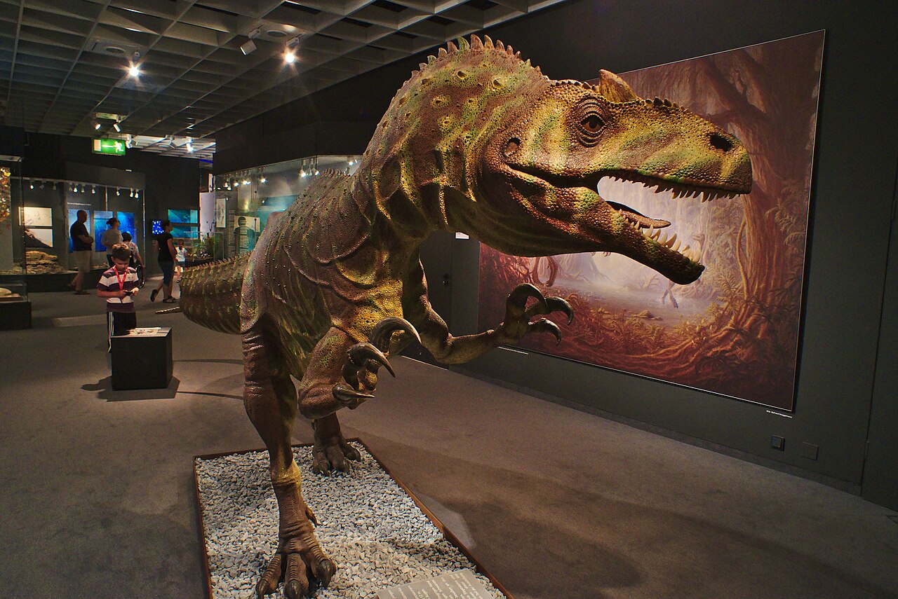 Do paleoartu nespadá samozřejmě jen výtvarná práce v podobě malby či kresby, ale například také vytváření věrohodných modelů. Zde na svoji dobu velmi moderní a dynamicky vyhlížející model pozdně jurského teropoda druhu Allosaurus fragilis, vytvořený 