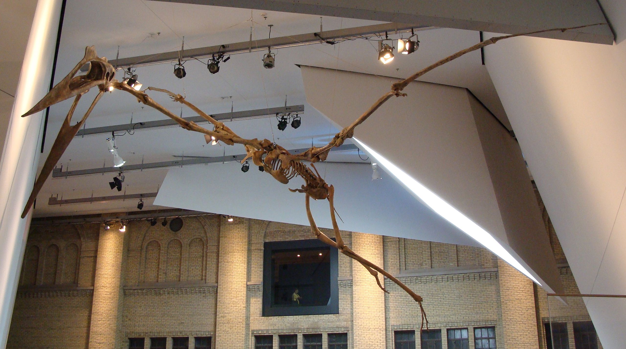 Rekonstruovaná kostra kvecalkoatla v Royal Ontario Museum (Královské ontarijské muzeum) v kanadském Torontu. O fyzikálních a biomechanických specifikách letu živých ptakoještěrů ještě stále mnoho informací nemáme, a tak dosud zůstává místo pro více č