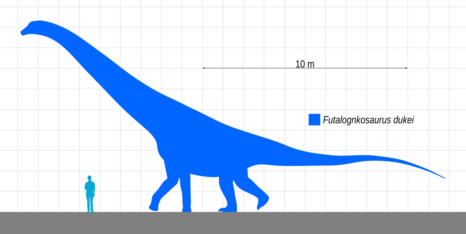 V současnosti považují paleontologové futaloňkosaura za středně velkého až velkého titanosaurního sauropoda. I když vážil možná jen polovinu toho, co jeho rekordní příbuzný Argentinosaurus huinculensis, přesto musel být pohled na takovouto „kráčející