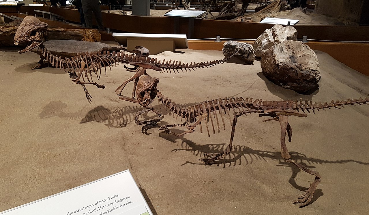 Rekonstrukce koster severoamerického pachycefalosaurida druhu Stegoceras validum. Blízce příbuzným druhem byl nově popsaný Sinocephale bexelli z čínského Vnitřního Mongolska. Tento východoasijský druh byl po dlouhá desetiletí chybně řazen právě do ro