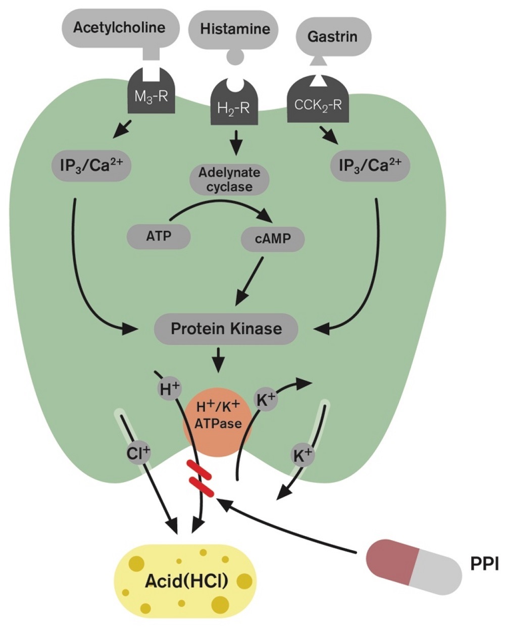 Parietální buňky obsahující H + /K + ATPázu neboli „protonové pumpy“ umístěné v kanálku parietální buňky řídí transport kyseliny (H + ) do žaludku. Hlavními stimulanty sekrece kyseliny (Hcl) na úrovni parietálních buněk jsou histamin, acetylcholin a 