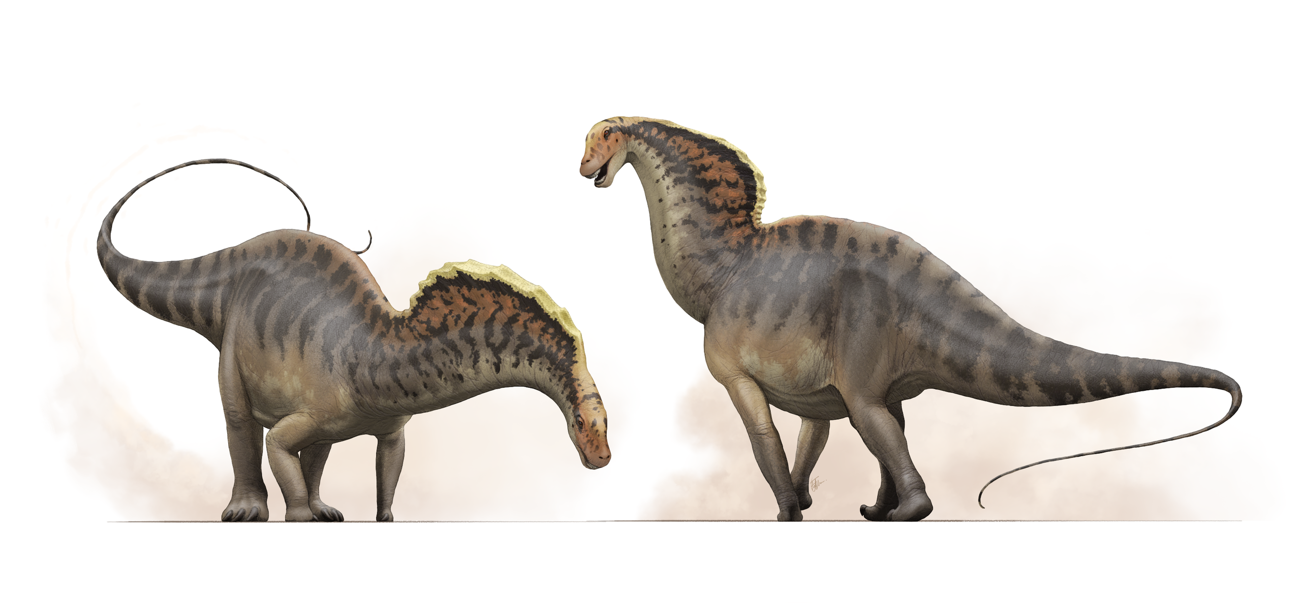 Podle výsledků nové vědecké práce byli teplokrevní také všichni sauropodní dinosauři. Jedním z nich je i středně velký dikreosaurid druhu Amargasaurus cazaui, žijící v době před 129 až 122 miliony let na území současné Argentiny. Kredit: Fred Wierum,