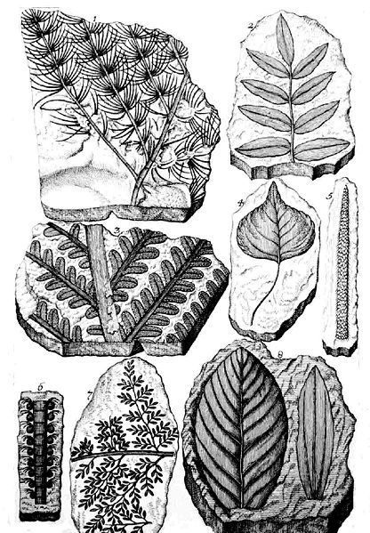 Ilustrace fosilnĂ­ch rostlin z Scheuchzerova dĂ­la Herbarium deluvianum, publikovanĂ©ho roku 1709. Ĺ vĂ˝carskĂ©ho pĹ™Ă­rodovÄ›dce tak mĹŻĹľeme poklĂˇdat i za jakĂ©hosi spoluzakladatele budoucĂ­ho vÄ›dnĂ­ho oboru paleobotaniky. PĹ™evzato z Wikipedie.