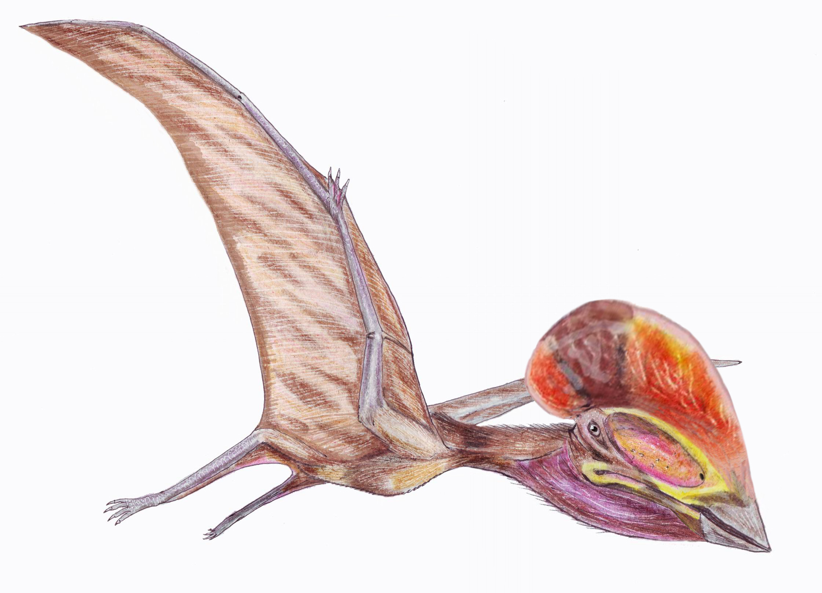 Bakonydraco galaczi byl tapejaridní pterodaktyloid, žijící v období geologického věku santon (asi před 85 miliony let) na území dnešního Maďarska. Jeho fosilie byly popsány roku 2005 a přispěly k lepšímu pochopení biodiverzity ptakoještěrů v období p