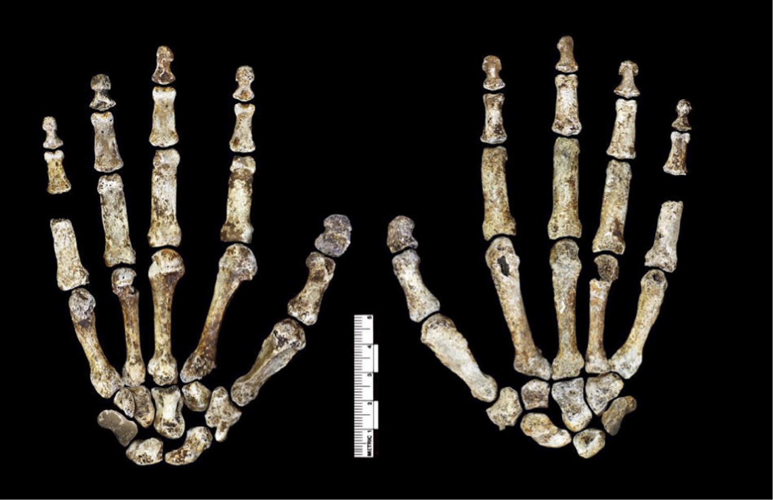 NĂˇlez zachovalĂ© kostry ruky Homo naledi (podle Berger et al., DOI: 10.7554/eLife.09560.008)