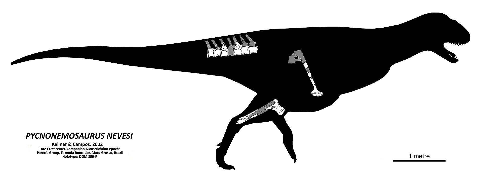 Kosterní diagram se zobrazením dochovaných částí skeletu u druhu Pycnonemosaurus nevesi. Tento jihoamerický abelisaurid byl až do roku 2016 pokládán spíše za středně velký druh, menší než známější rody Carnotaurus nebo Ekrixinatosaurus, detailní srov