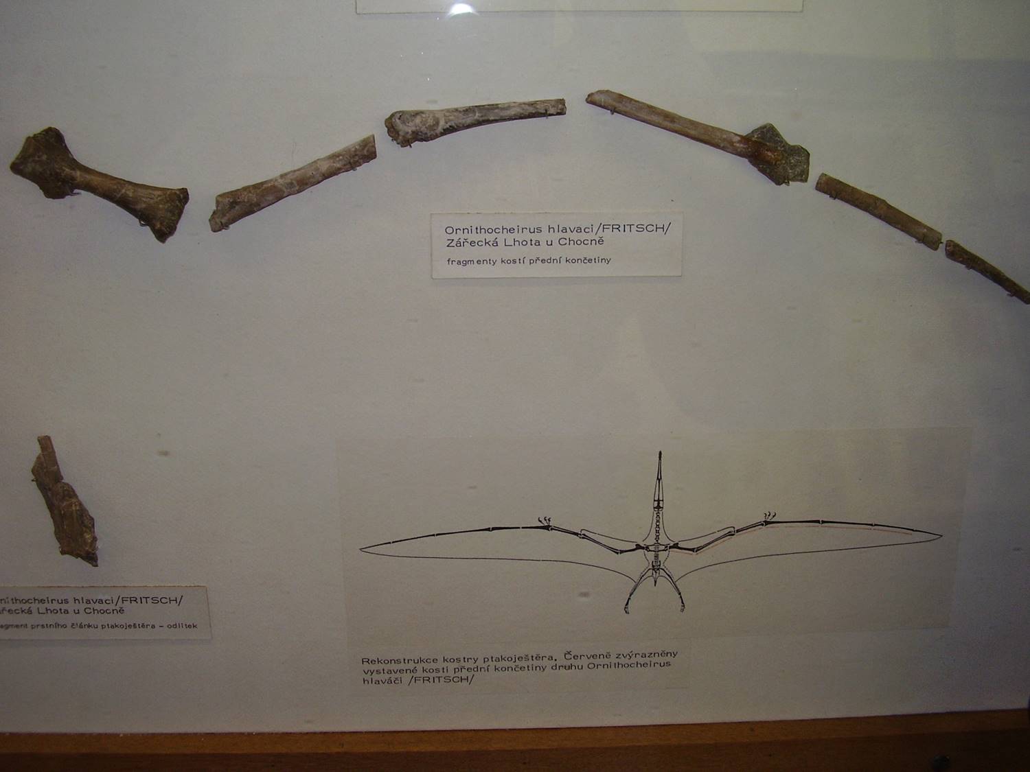 Snímek restaurované části křídla kretornise v dřívější expozici Národního muzea (prosinec 2007). Tento taxon byl formálně popsán profesorem Antonínem Fričem přesně před 140 lety, tedy v roce 1881. Vlastní snímek autora (nahrán na Wikipedii; CC BY-SA 