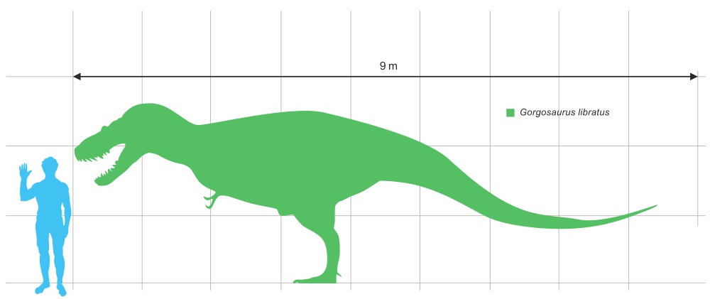 Porovnání velikosti dospělého jedince gorgosaura a dospělého člověka (výška 6 stop, tedy 183 cm). Největší jedinci zmíněného tyranosaurida mohli být pravděpodobně ještě o trochu větší, snad přes 10 metrů dlouzí. Kredit: Dinoguy2, Wikipedie (CC BY-SA 