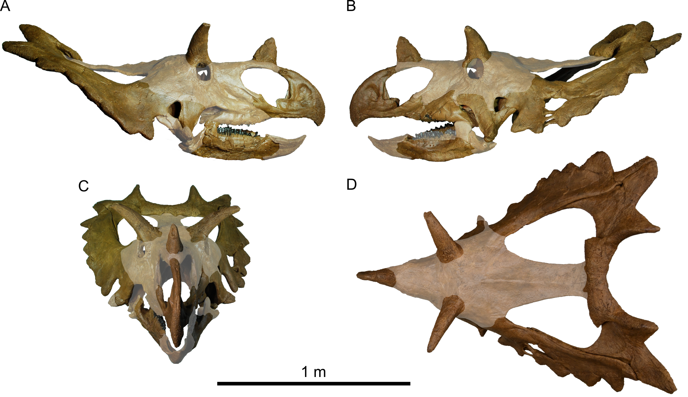 RekonstruovanĂˇ lebka pĹ™i pohledu z vĂ­ce stran. ZajĂ­mavĂˇ je ornamentace lebeÄŤnĂ­ho lĂ­mce tohoto rohatĂ©ho dinosaura. Odlitky lebek, zhotovenĂ© Peterem Larsonem, byly postupnÄ› prodĂˇny do mnoha pĹ™Ă­rodovÄ›deckĂ˝ch muzeĂ­, a to vÄŤetnÄ› vĂ­deĹ?