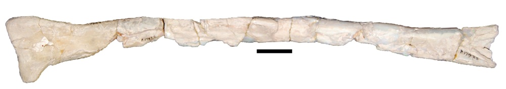 Opalizovaná fragmentovaná fosilie levé holenní kosti teropodního dinosaura druhu Kakuru kujani. Tento vcelku asi 33 cm dlouhý fragment byl objeven na začátku 70. let 20. století v opálových ložiscích u městečka Andamooka ve státě Jižní Austrálie, lež
