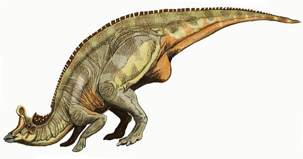 Aby se „ve volné přírodě“ na ostrově Isla Nublar nebo Isla Sorna uživila dostatečně početná populace tyranosaurů, muselo by být k dispozici řádově několik stovek až tisíc velkých kachnozobých dinosaurů, jako je tento Lambeosaurus (který ale ve skuteč