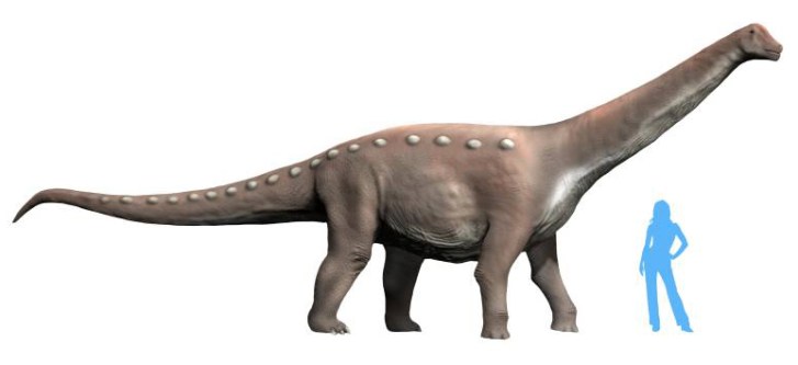 Jedním z mnoha vloni popsaných druhů sauropodomorfů byl i středně velký titanosaurní sauropod Mansourasaurus shahinae, jehož fosilie byly objeveny na území Egypta. Holotyp představuje kostru ještě nedospělého jedince o délce 8 až 10 metrů a hmotnosti