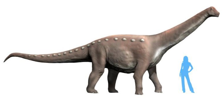 Jedním z mnoha vloni popsaných druhů sauropodomorfů byl i středně velký titanosaurní sauropod Mansourasaurus shahinae, jehož fosilie byly objeveny na území Egypta. Holotyp představuje kostru ještě nedospělého jedince o délce 8 až 10 metrů a hmotnosti