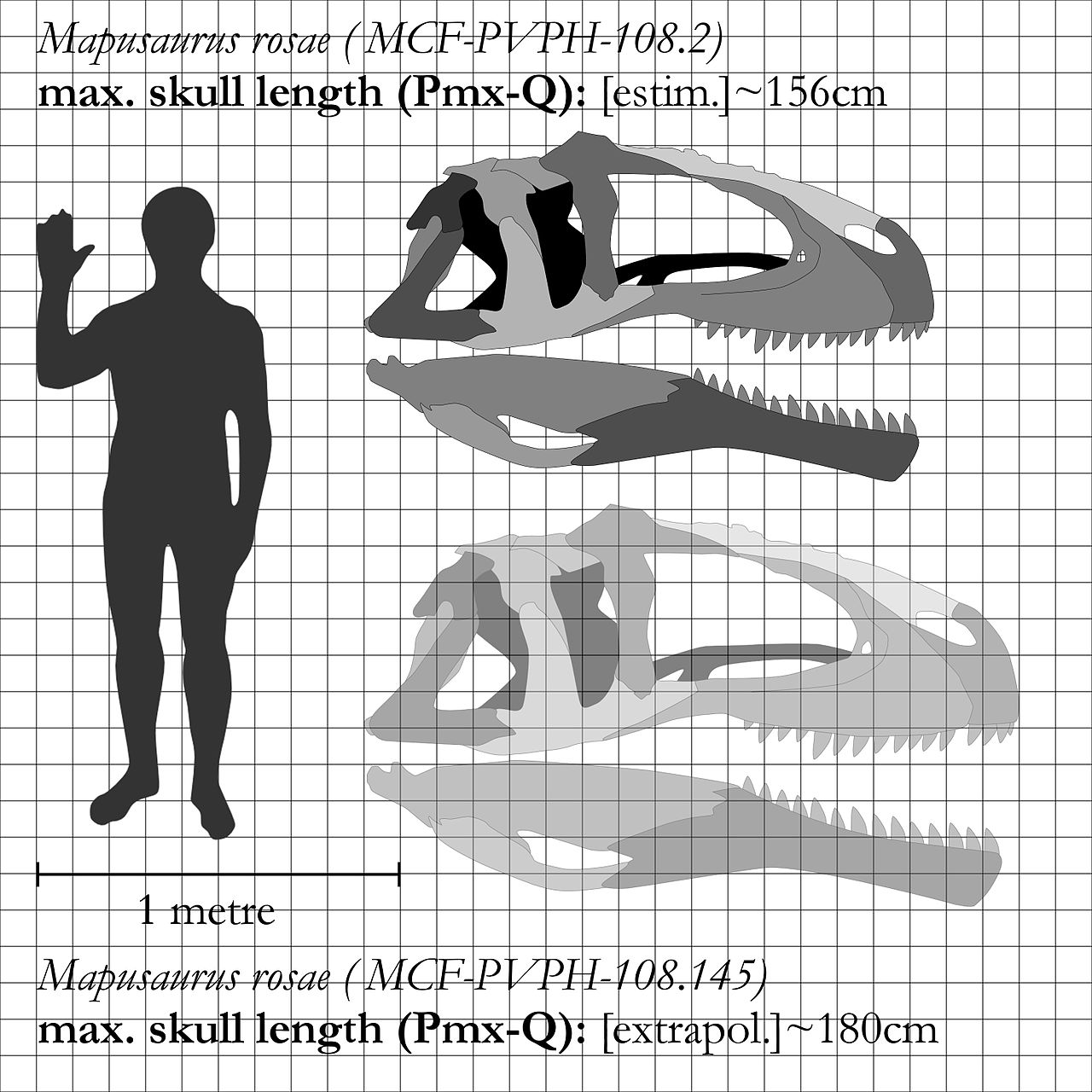 Možná jedna z největších známých lebek suchozemského predátora vůbec. U typového exempláře druhu Mapusaurus roseae měří lebka na délku „jen“ 156 cm, u většího jedince, známého pouze z kosterních fragmentů, však mohla být dlouhá kolem 180 cm. Je tedy 