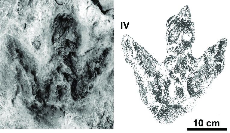 Ichnotaxon Moyenisauropus karaszevskii, tříprstá stopa středně velkého ptakopánvého dinosaura, žijícího v období nejranější jury (asi před 201 až 199 miliony let) na území dnešního středního Polska. Velmi podobné stopy však známe i z jiných míst svět