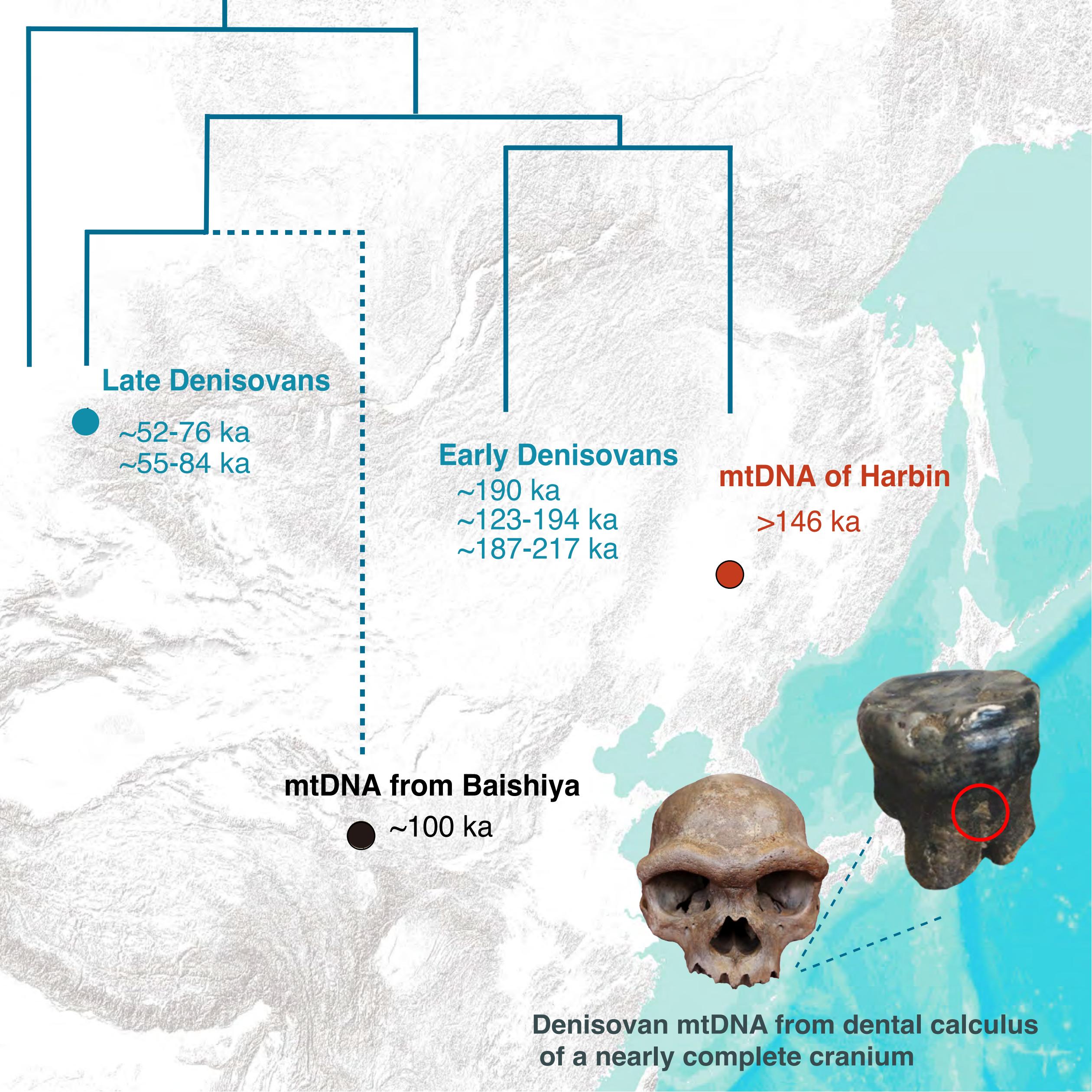 Evoluční historie denisovské mtDNA. Klíčové důkazy spojují téměř kompletní lebku jedince z Harbinu s denisoanem (Kredit:Ústav paleontologie a paleoantropologie obratlovců Čínské akademie věd)