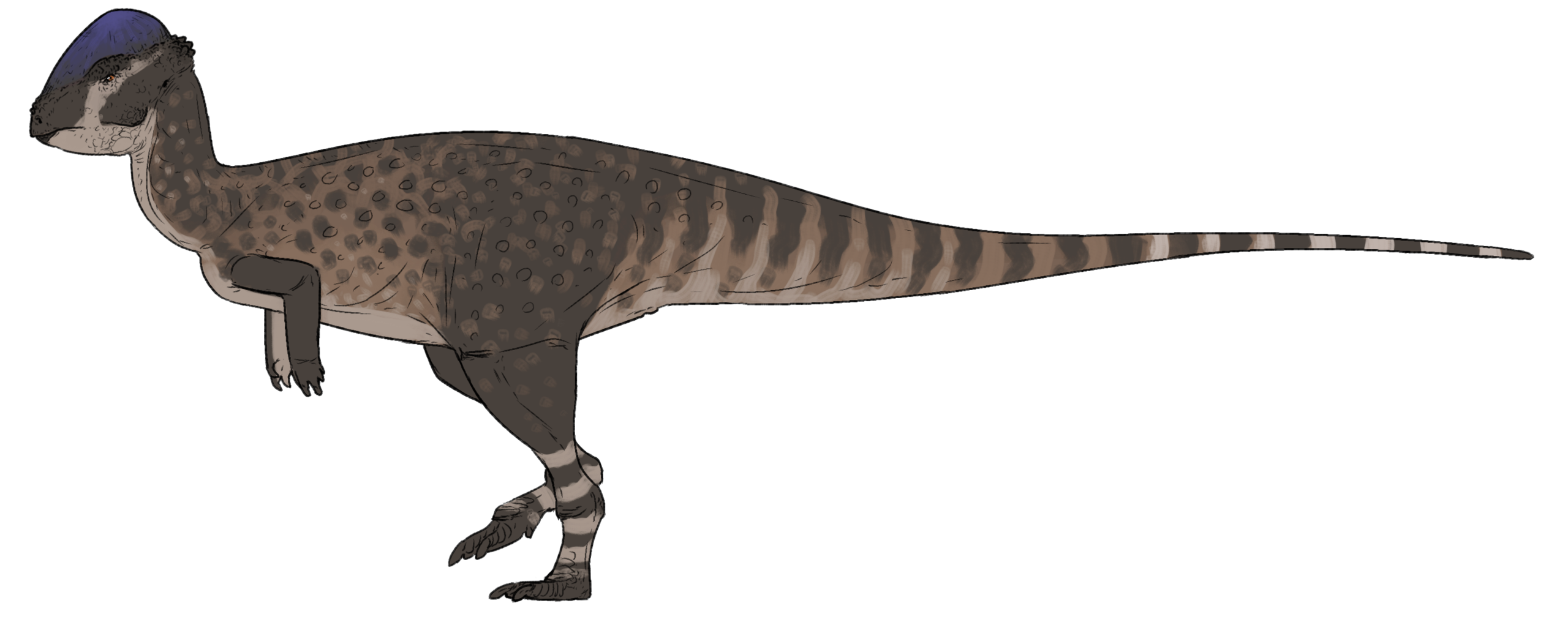Pachycefalosaurid druhu Platytholus clemensi je zatím posledním přírůstkem do dinosauří fauny ekosystémů geologického souvrství Hell Creek. Jeho fosilie byly objeveny v Montaně a patřil k posledním žijícím druhům neptačích dinosaurů. Kredit: Connor A
