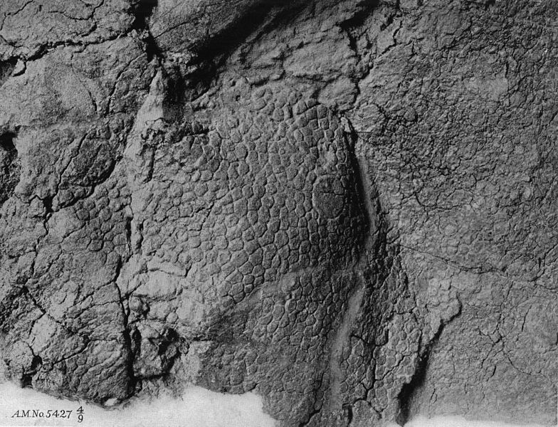 NÄ›kterĂ© zkamenÄ›liny centrosaurĹŻ byly tak dobĹ™e zachovanĂ©, Ĺľe poskytly i fosilnĂ­ otisky kĹŻĹľe tÄ›chto dinosaurĹŻ. Zde exemplĂˇĹ™ z AMNH v New Yorku, vÄ›decky zpracovanĂ˝ Barnumem Brownem v roce 1917. PĹ™evzato z Wikipedie.