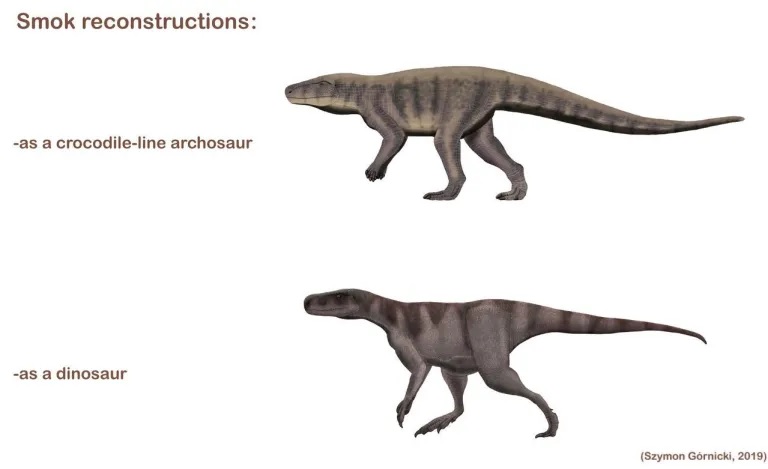 Dvě možné rekonstrukce smoka, a to jako nedinosauřího archosaura z „krokodýlí“ vývojové linie (nahoře) nebo jako vývojově primitivního teropoda (dole). Pravděpodobnější je prozatím první ze zmíněných verzí. Kredit: Szymon Górnicky; Wikipedia (CC BY-S